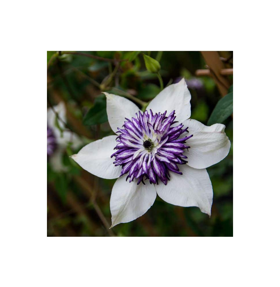 Clématite 'Viennetta®' - clematis florida