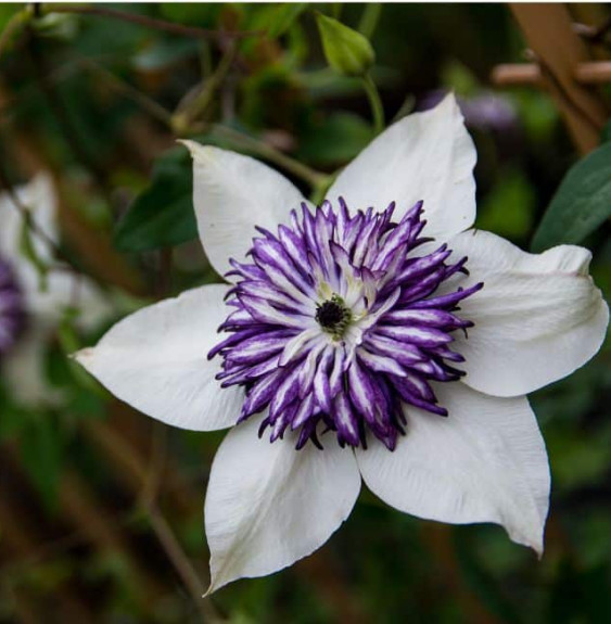 Pépinières Français PF_Clématite89 Clématite 'Viennetta®' - clematis florida