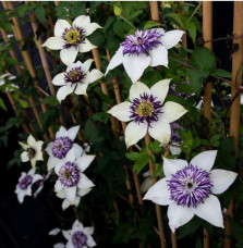 Clématite 'Viennetta®' - clematis florida