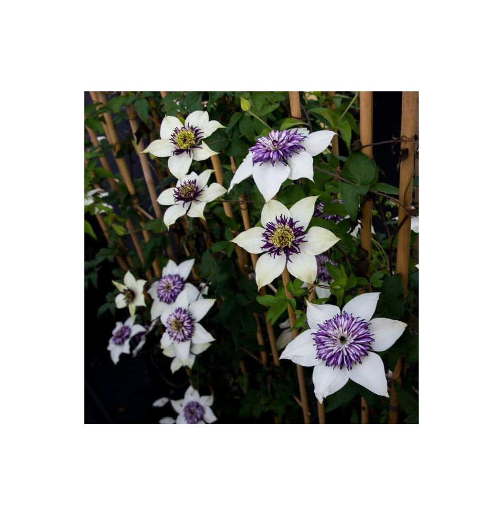 Clématite 'Viennetta®' - clematis florida