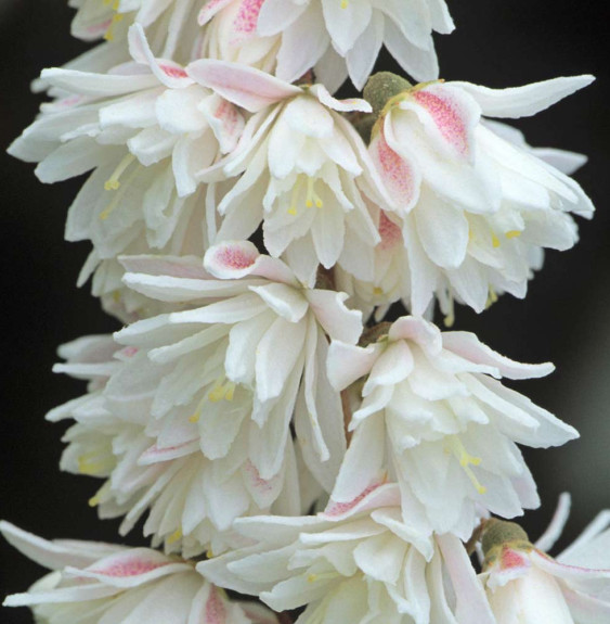 Deutzia scabra ‘Plena’ / Deutzia scabra 'Plena'