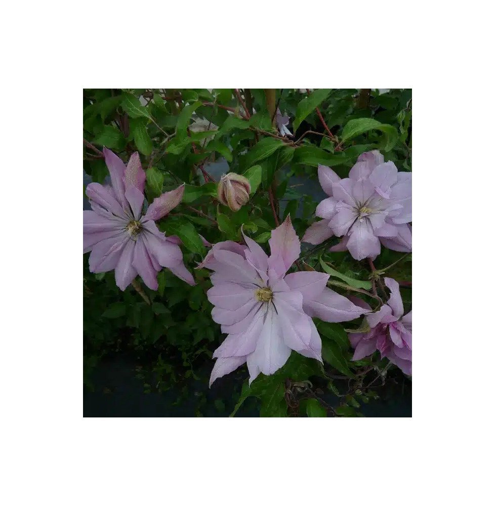 Pépinières Français PF_Clématite94 Clématite 'Violet Elizabeth' - clematis