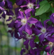 Clématite 'Vostok' - clematis