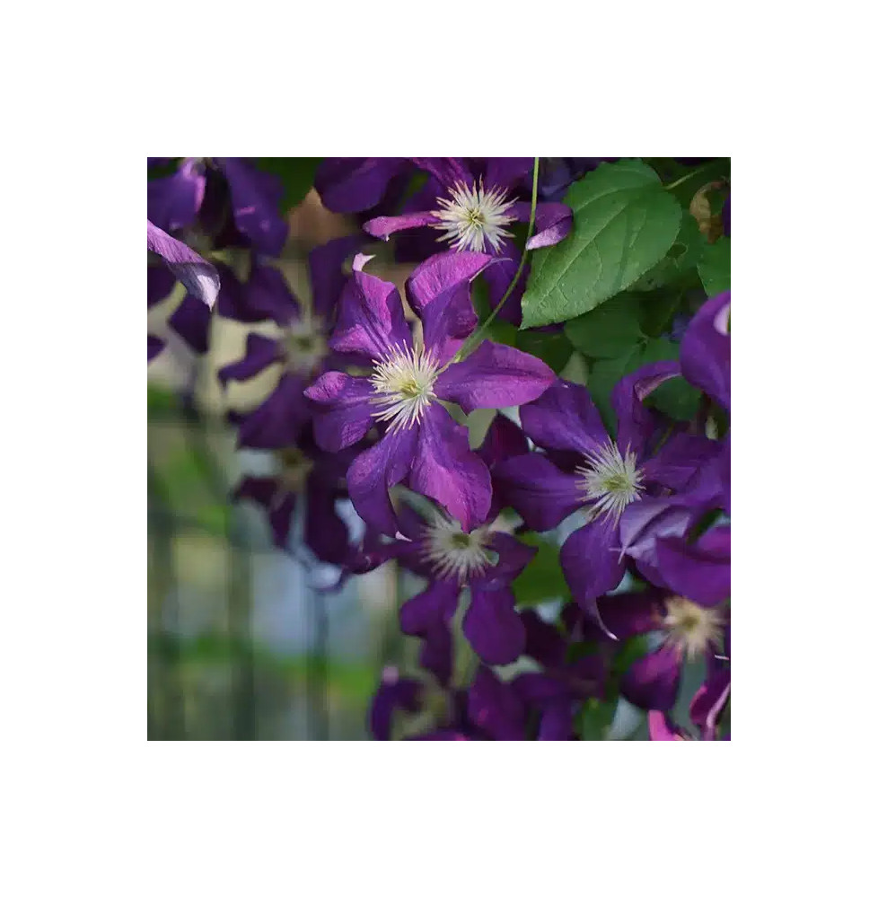 Clématite 'Vostok' - clematis