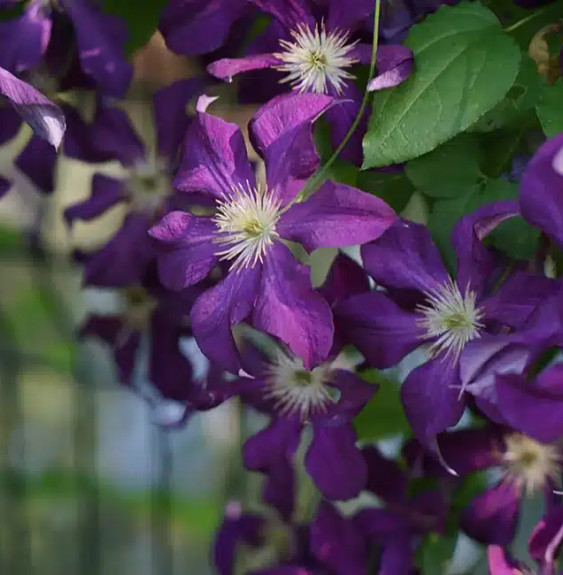 Pépinières Français PF_Clématite050 Clématite 'Vostok' - clematis