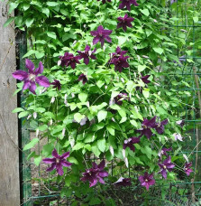 Clématite 'Vostok' - clematis