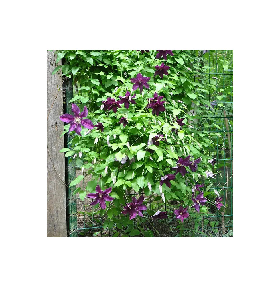 Clématite 'Vostok' - clematis