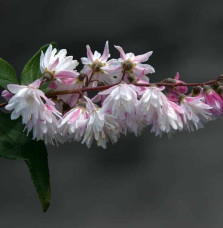 Deutzia scabra ‘Pride of Rochester’ / Deutzia scabra 'Pride Of Rochester'