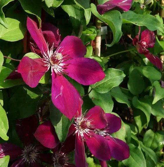 Pépinières Français PF_Clématite793 Clématite 'Westerplatte' - clematis