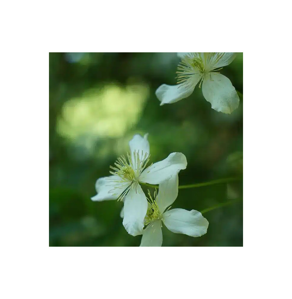 Clématite 'Wilsonii' - clematis montana