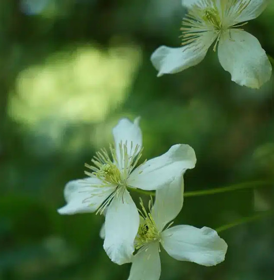 Clématite 'Wilsonii' - clematis montana