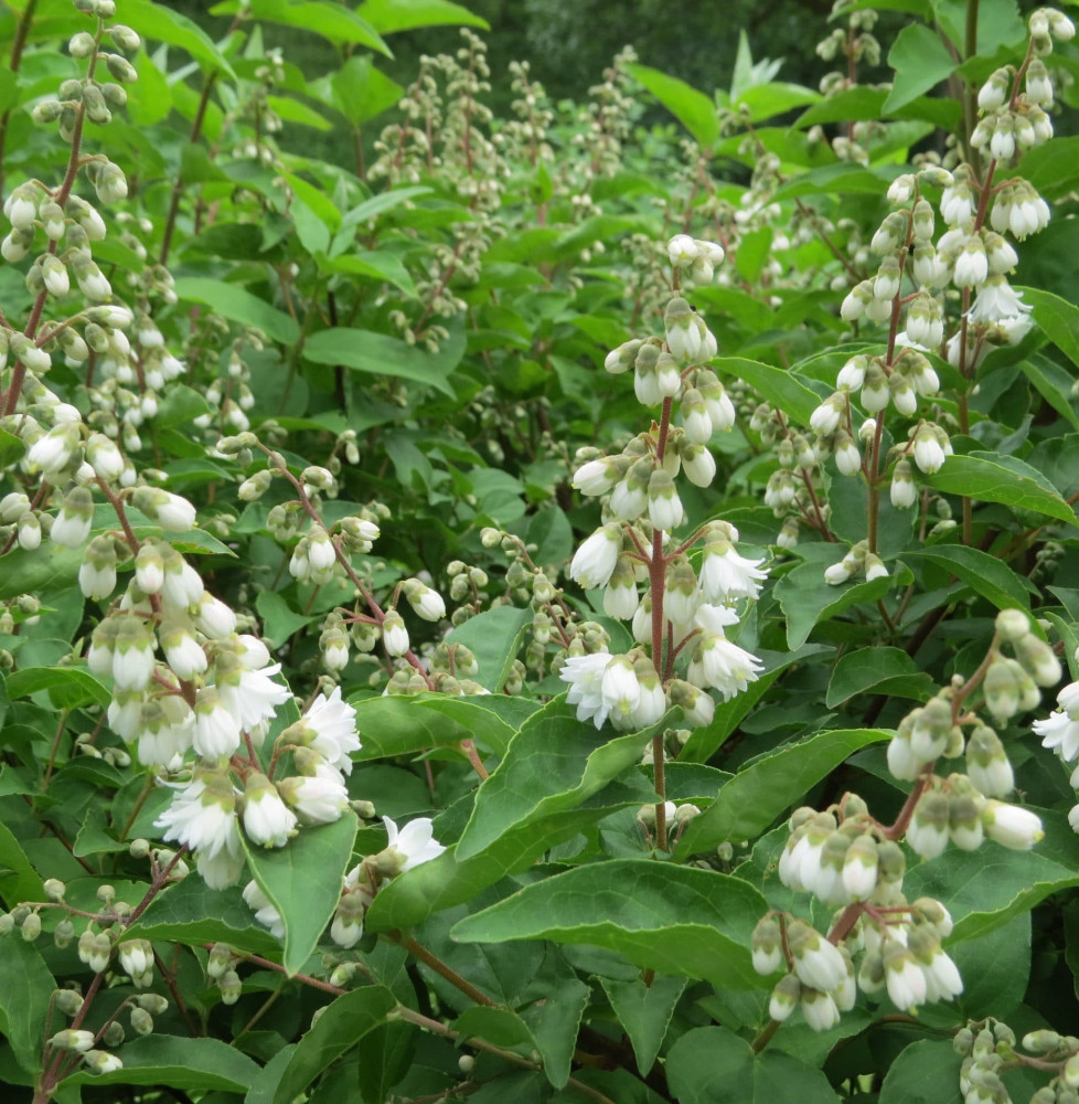 Deutzia scabra ‘Pride of Rochester’ / Deutzia scabra 'Pride Of Rochester'