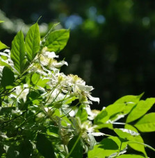 Clématite 'Wilsonii' - clematis montana