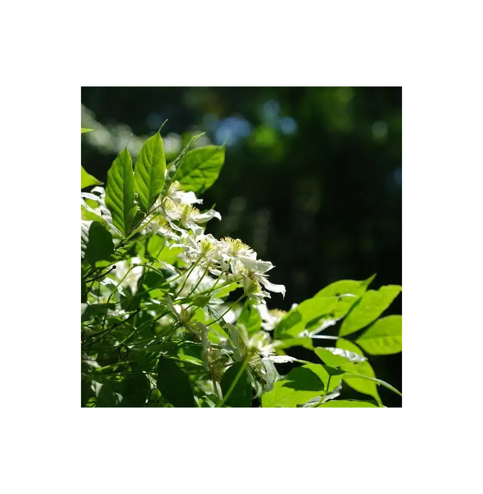 Clématite 'Wilsonii' - clematis montana