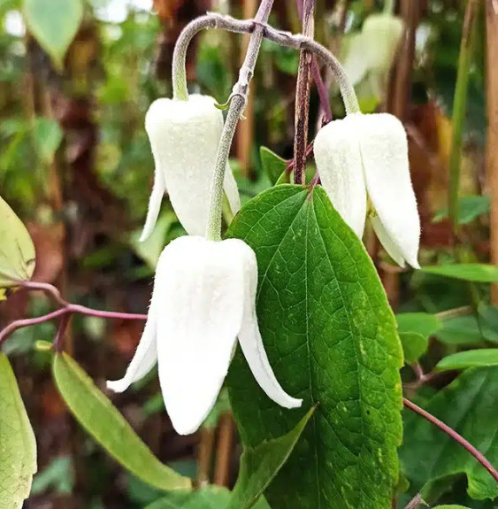 Clématite 'Winter beauty' - clematis urophylla