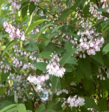 Deutzia scabra ‘Pride of Rochester’ / Deutzia scabra 'Pride Of Rochester'