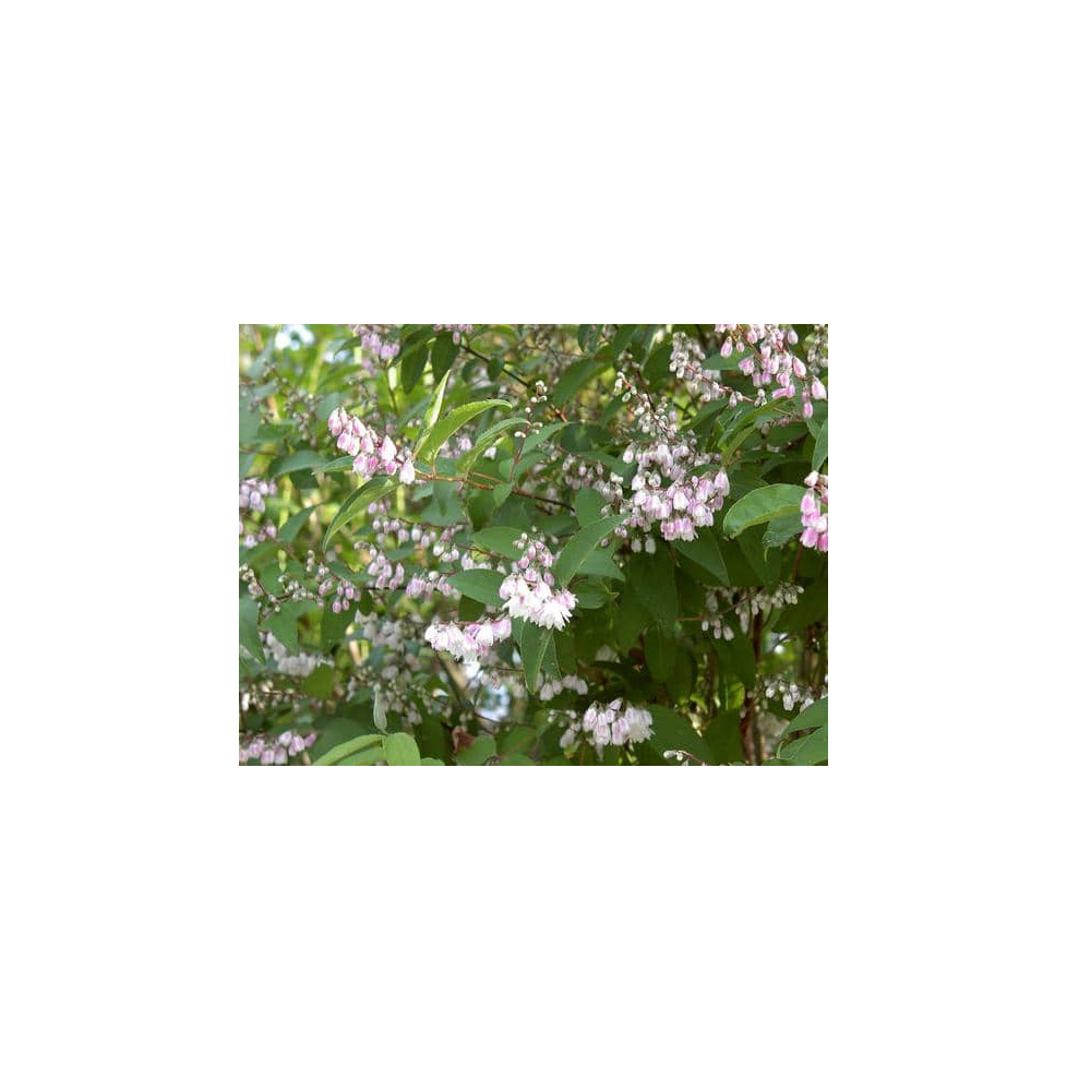 Deutzia scabra ‘Pride of Rochester’ / Deutzia scabra 'Pride Of Rochester'