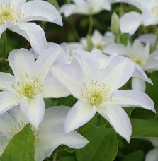 Pépinières Français PF_Clématite007 Clématite 'Yukikomachi' - Clematis