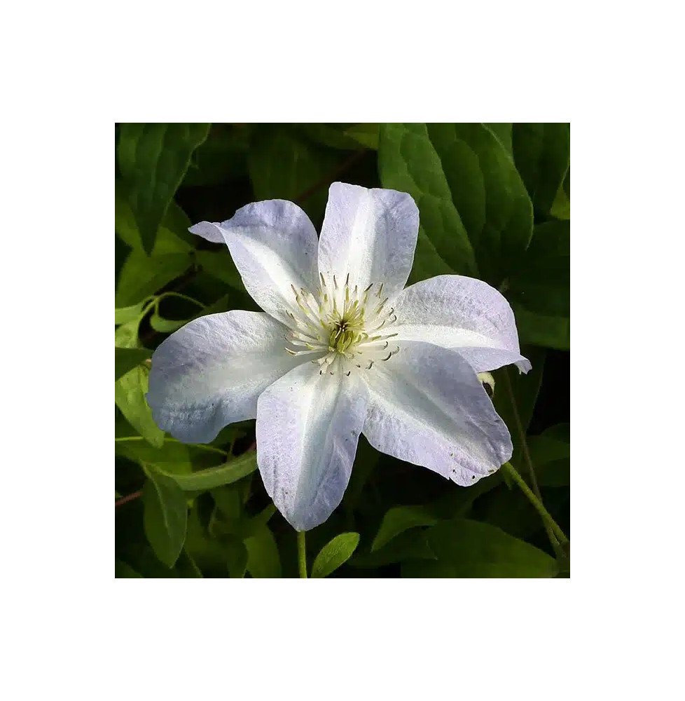 Pépinières Français PF_Clématite007 Clématite 'Yukikomachi' - Clematis