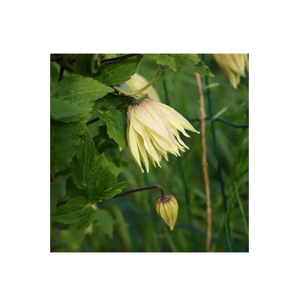 Clématite Amber 'Wit141205' - clematis