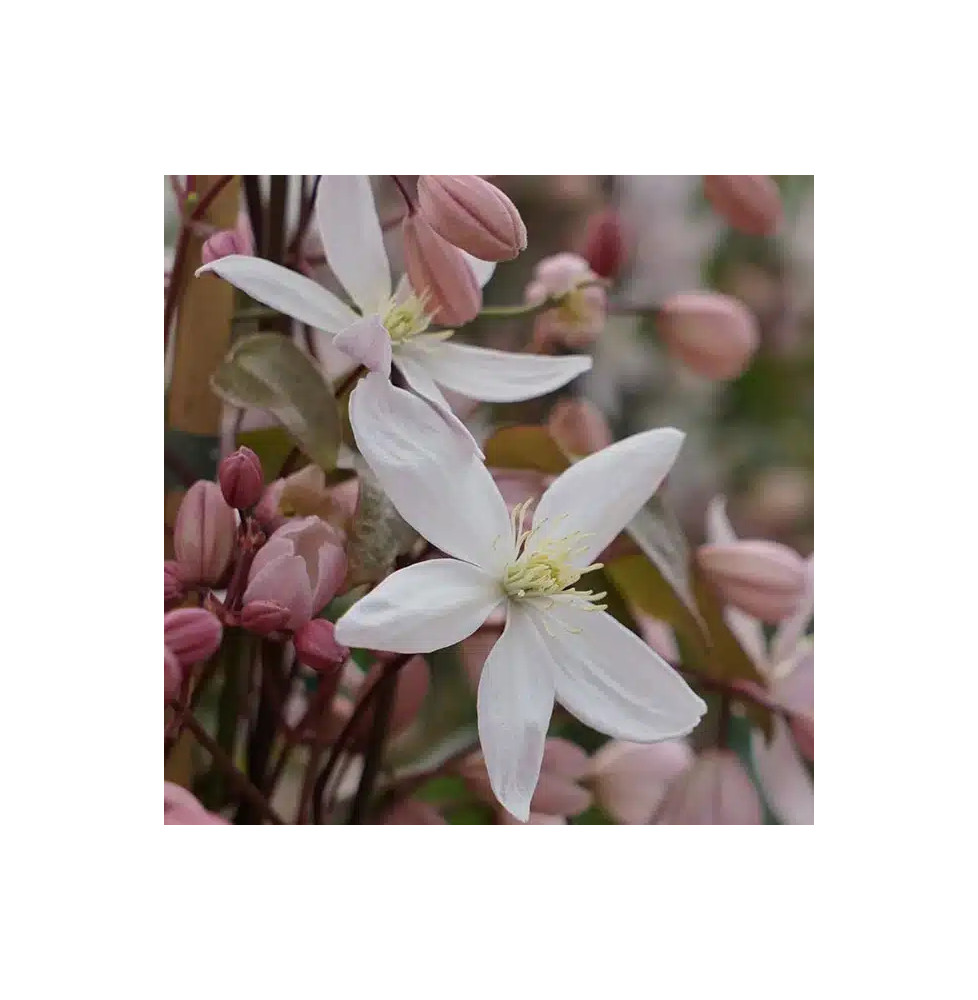 Clématite Armandii 'Apple Blossom' - clematis