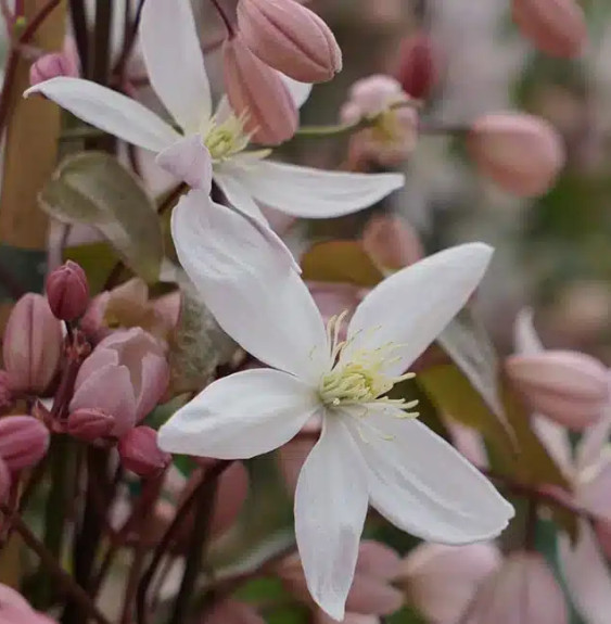 Pépinières Français PF_Clématite27 Clématite Armandii 'Apple Blossom' - clematis