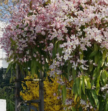 Clématite Armandii 'Apple Blossom' - clematis