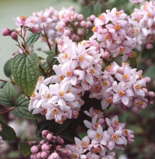 Deutzia X hybrida ‘Mont Rose’   / Deutzia 'Mont Rose'