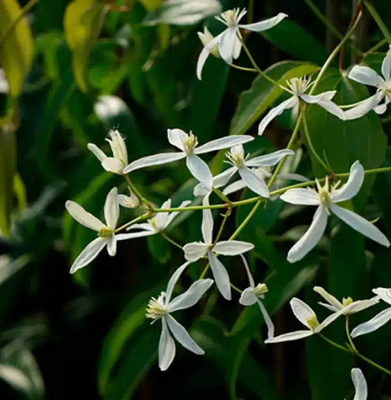 Clématite Armandii 'Little White Charm' - clematis