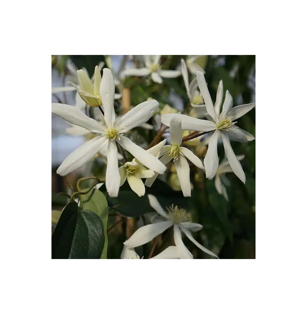 Clématite Armandii 'Snowdrift' - clematis