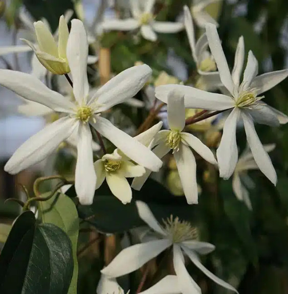 Pépinières Français PF_Clématite426 Clématite Armandii 'Snowdrift' - clematis