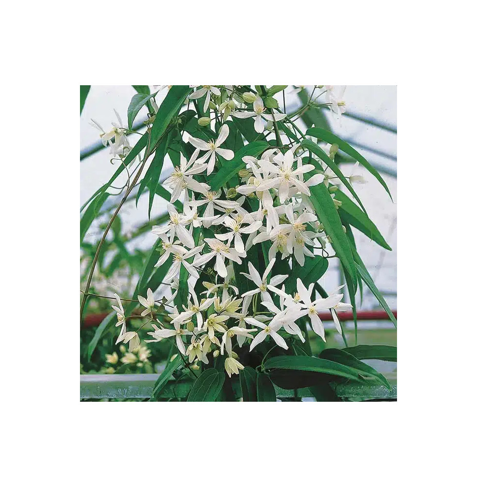 Clématite Armandii 'Snowdrift' - clematis