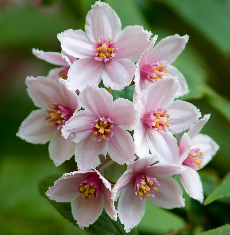 Deutzia X hybrida ‘Mont Rose’   / Deutzia 'Mont Rose'