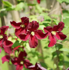 Clématite Burning Love 'Vitiwester' - clematis viticella