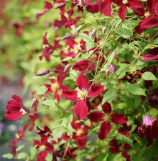 Clématite Burning Love 'Vitiwester' - clematis viticella