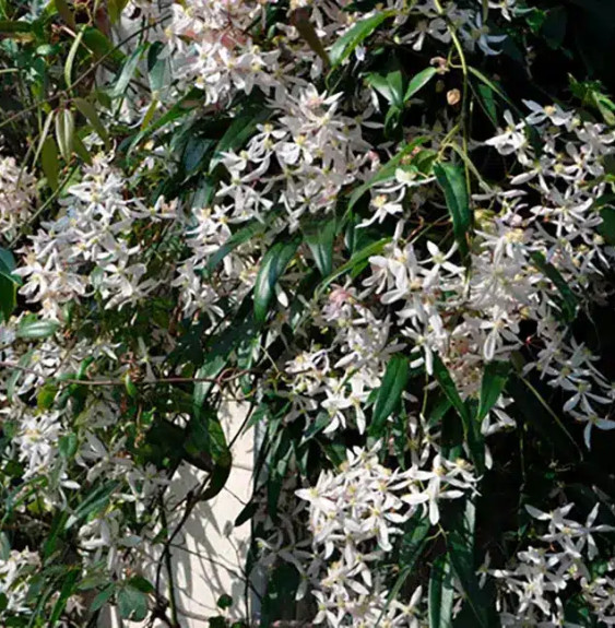 Pépinières Français PF_Clématite45 Clématite d'Armand - clematis armandii