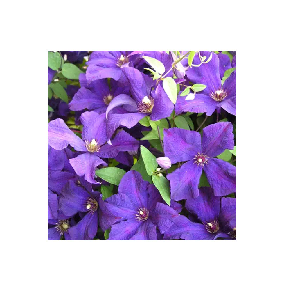 Clématite de Jackman 'Superba' - clematis jackmanii