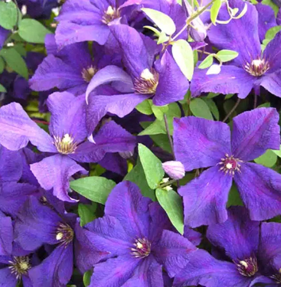 Clématite de Jackman 'Superba' - clematis jackmanii