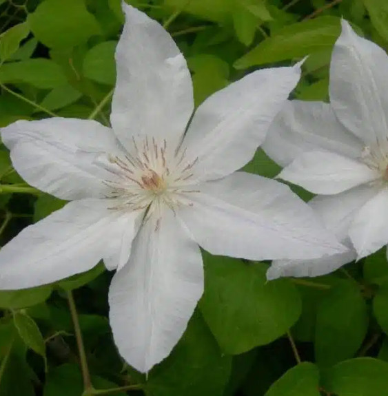 Pépinières Français PF_Clématite992 Clématite de Jackman ‘Alba' - clematis jackmanii