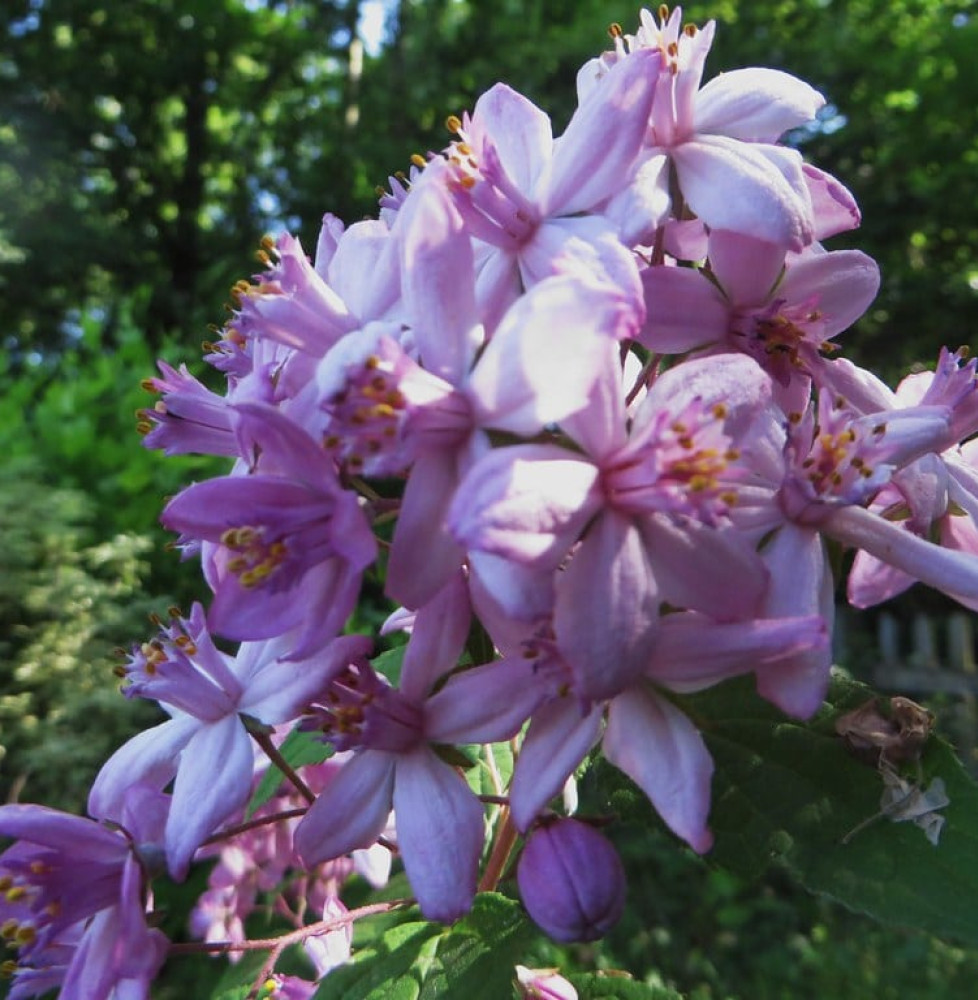 Deutzia X hybrida ‘Mont Rose’   / Deutzia 'Mont Rose'