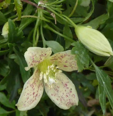 Clématite de Noël 'Balearica' - clematis cirrhosa