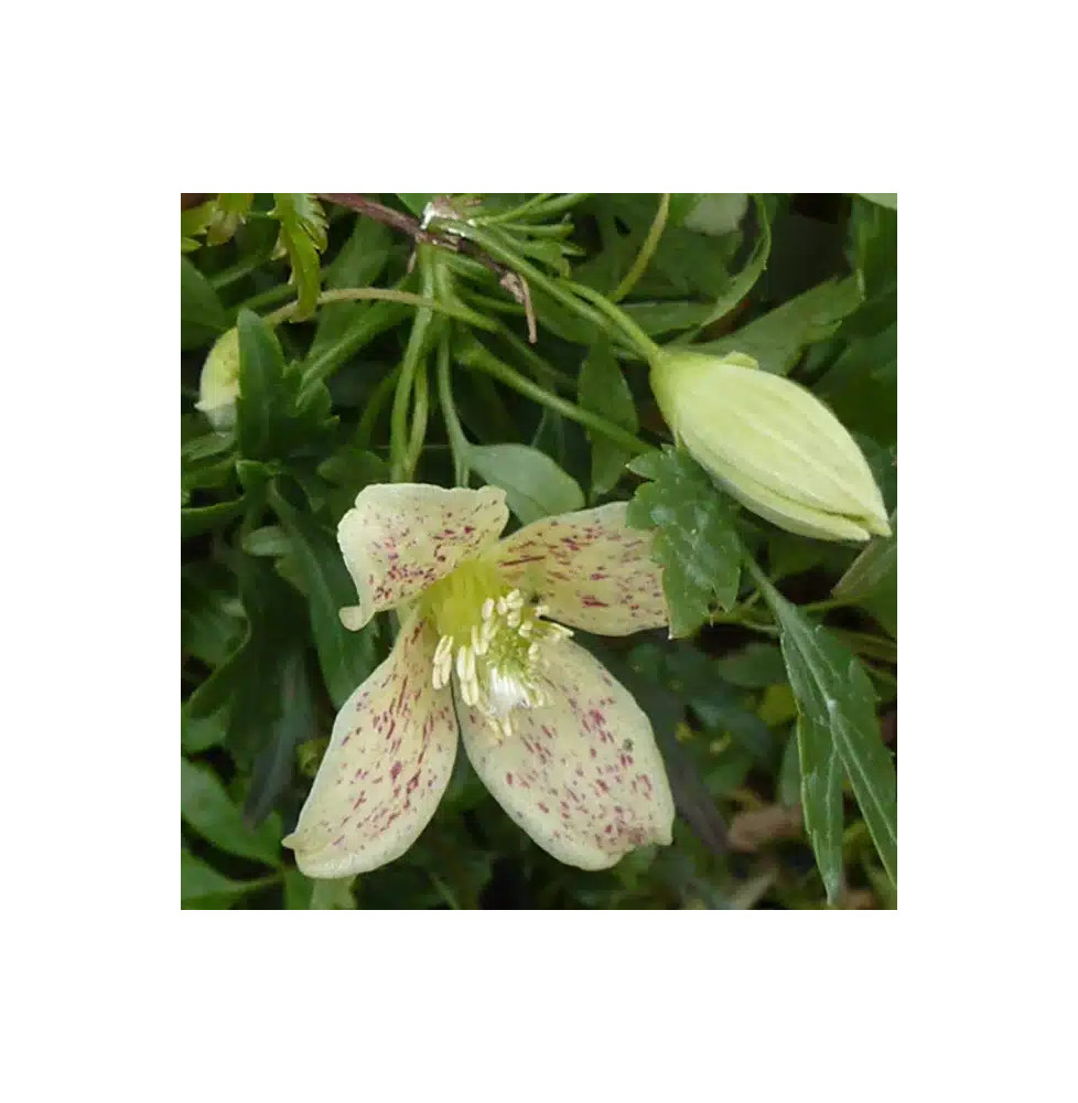 Clématite de Noël 'Balearica' - clematis cirrhosa