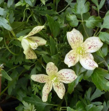 Clématite de Noël 'Balearica' - clematis cirrhosa