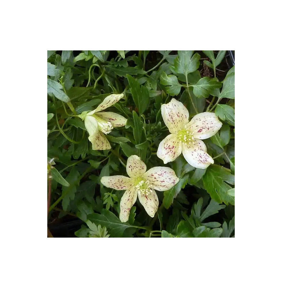 Clématite de Noël 'Balearica' - clematis cirrhosa