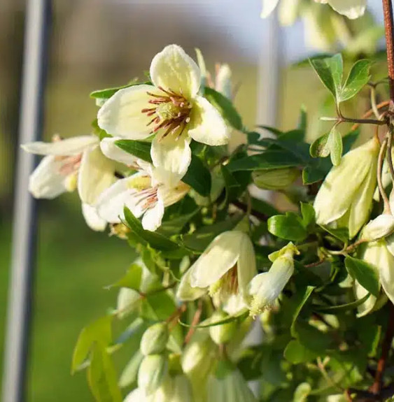 Clématite de Noël 'Christmas Surprise®' – clematis cirrhosa