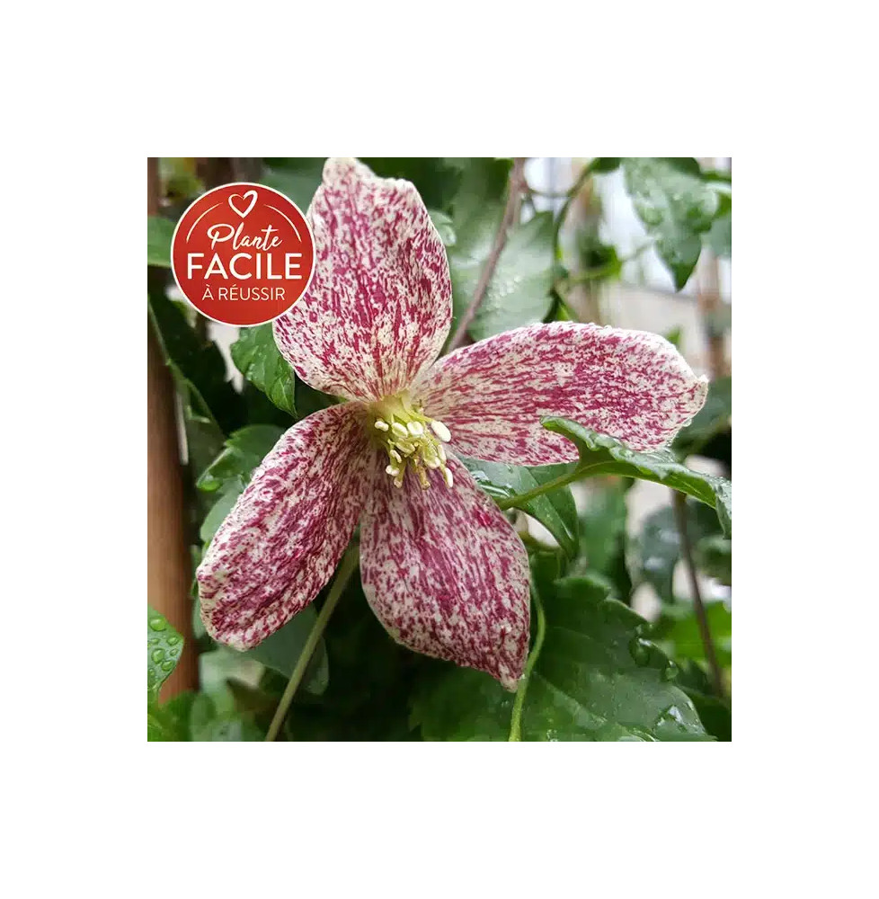 Clématite de Noël 'Freckles' - clematis cirrhosa