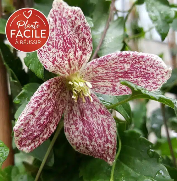 Pépinières Français PF_Clématite43 Clématite de Noël 'Freckles' - clematis cirrhosa