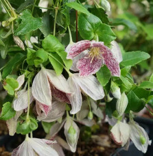 Clématite de Noël 'Freckles' - clematis cirrhosa