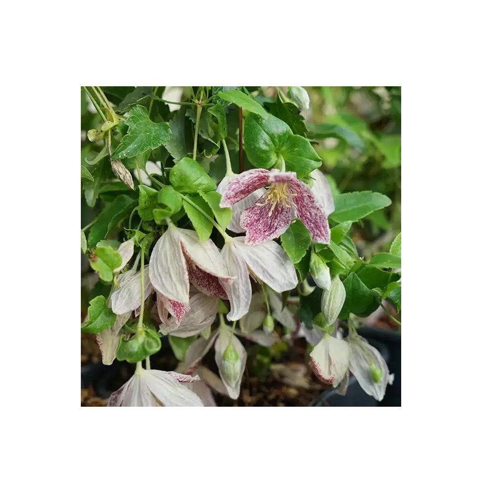 Clématite de Noël 'Freckles' - clematis cirrhosa