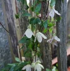 Clématite de Noël 'Freckles' - clematis cirrhosa